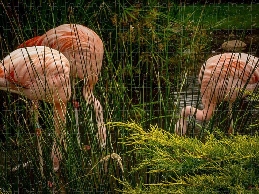 Flamingos drinking - Puzzle