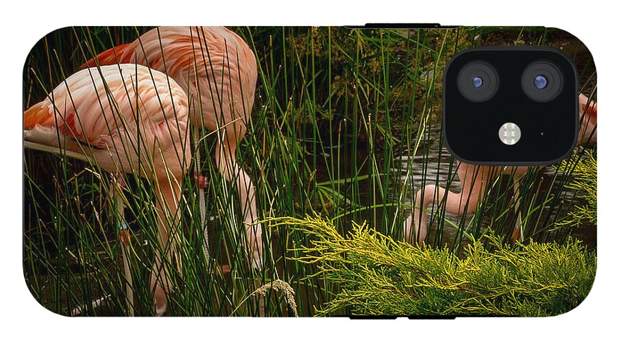 Flamingos drinking - Phone Case
