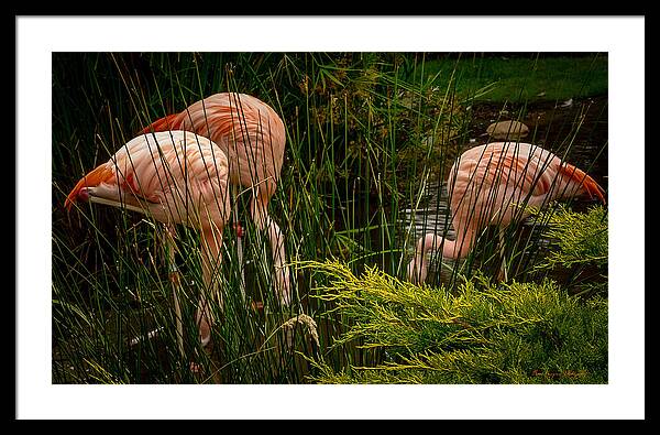 Flamingos drinking - Framed Print
