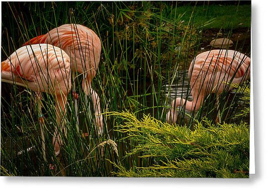 Flamingos drinking - Greeting Card