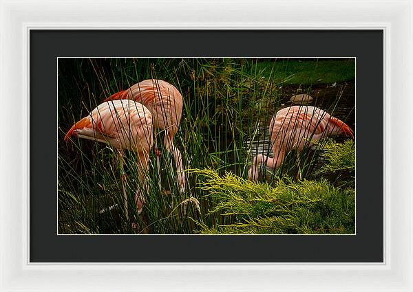 Flamingos drinking - Framed Print