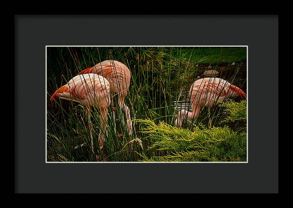 Flamingos drinking - Framed Print