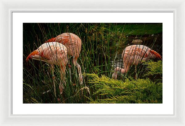 Flamingos drinking - Framed Print
