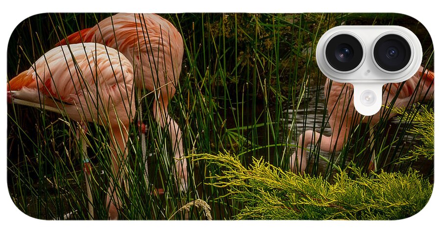 Flamingos drinking - Phone Case