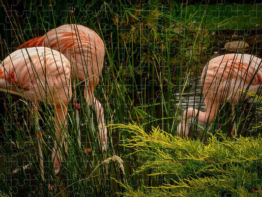 Flamingos drinking - Puzzle