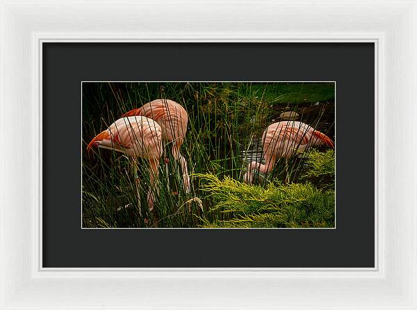 Flamingos drinking - Framed Print
