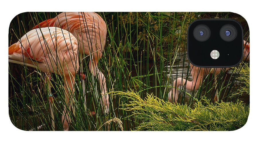 Flamingos drinking - Phone Case