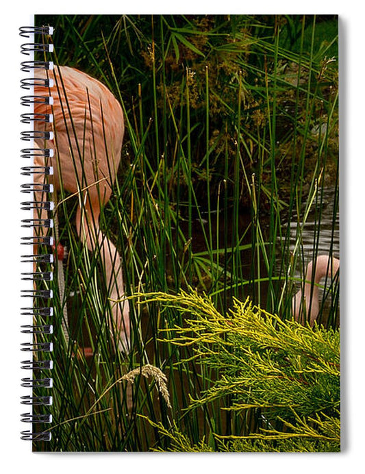 Flamingos drinking - Spiral Notebook
