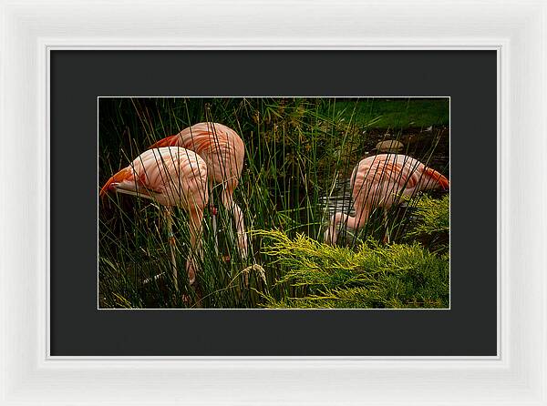 Flamingos drinking - Framed Print