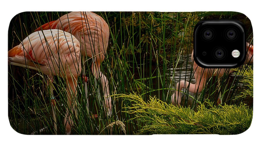 Flamingos drinking - Phone Case