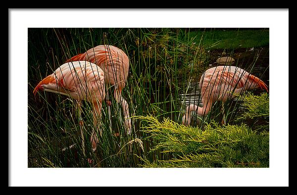 Flamingos drinking - Framed Print