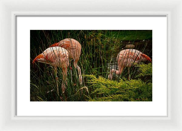 Flamingos drinking - Framed Print