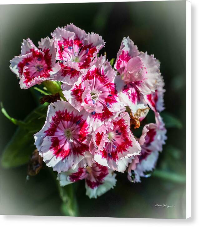 Flowers - Canvas Print
