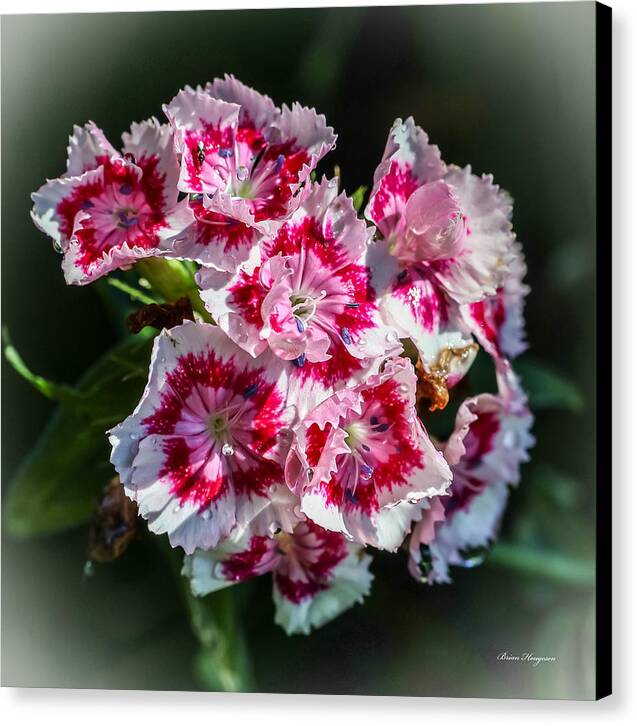 Flowers - Canvas Print