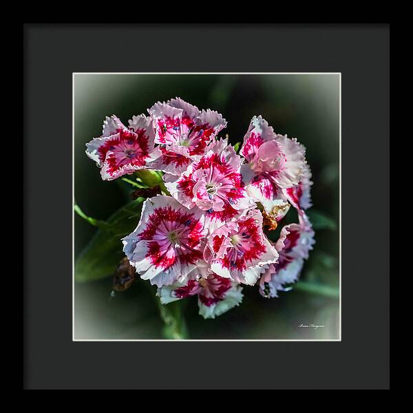 Flowers - Framed Print