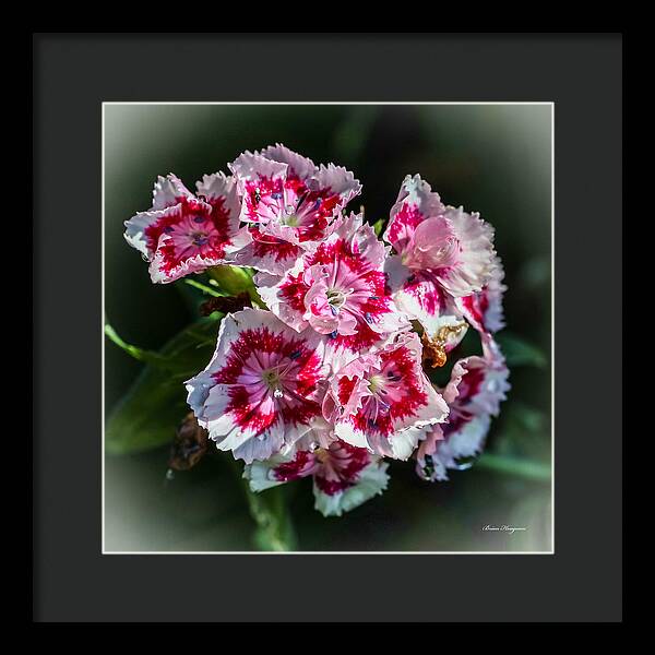 Flowers - Framed Print