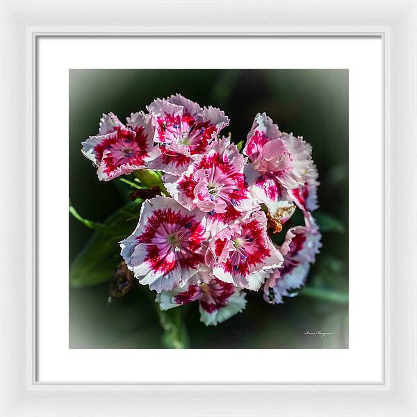 Flowers - Framed Print