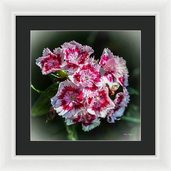 Flowers - Framed Print