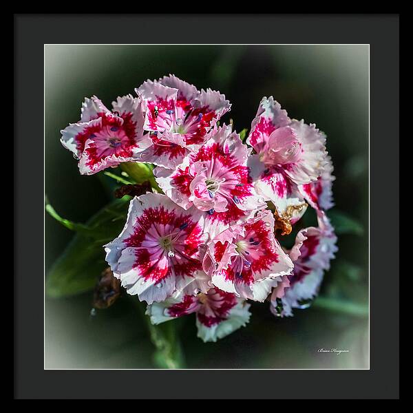 Flowers - Framed Print