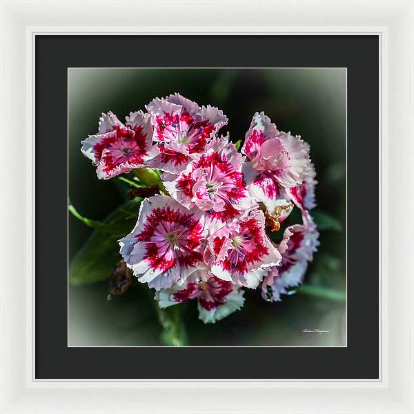 Flowers - Framed Print
