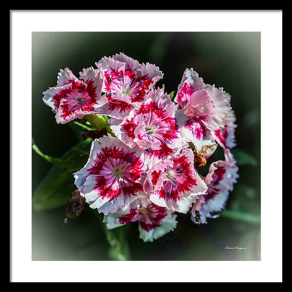 Flowers - Framed Print