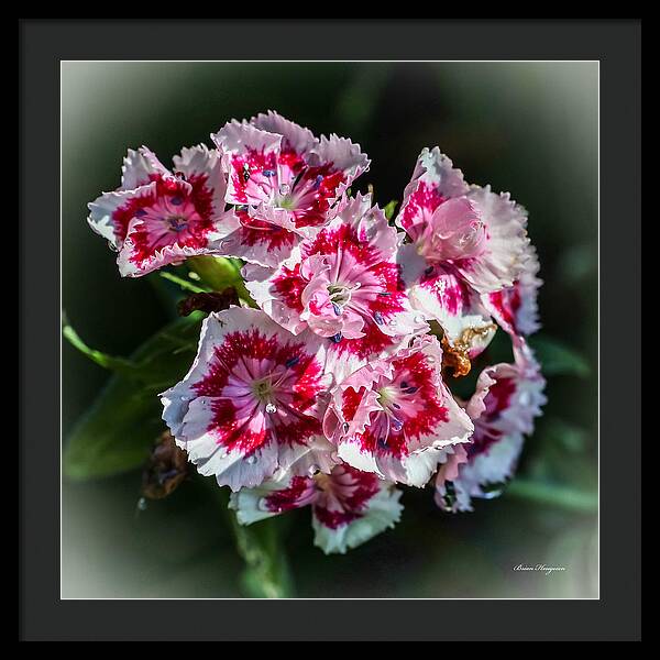 Flowers - Framed Print