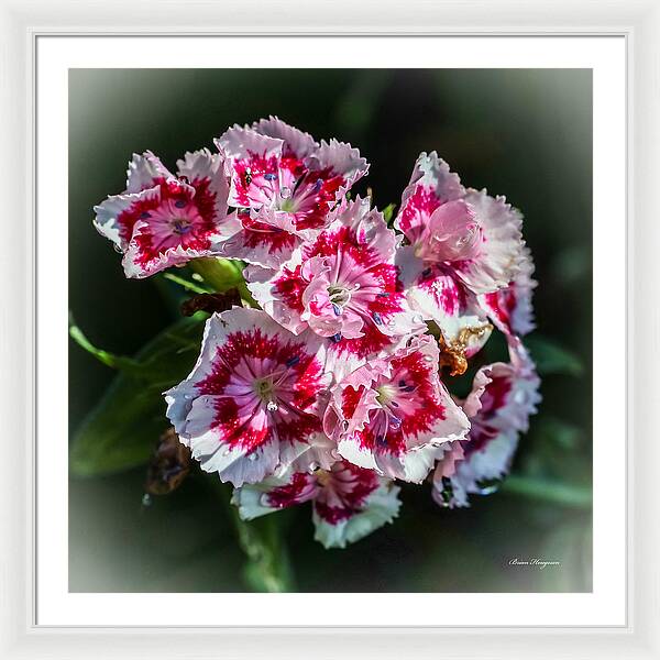 Flowers - Framed Print