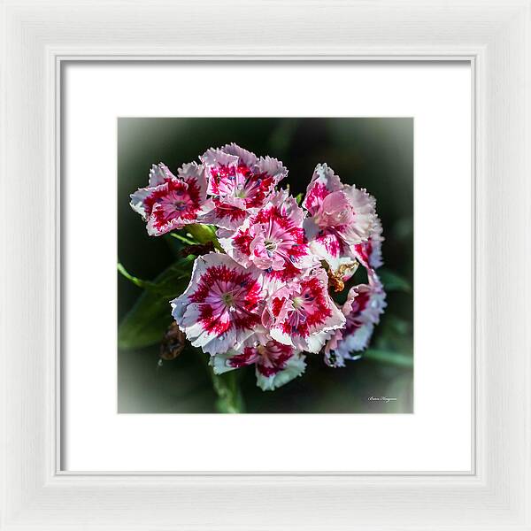 Flowers - Framed Print
