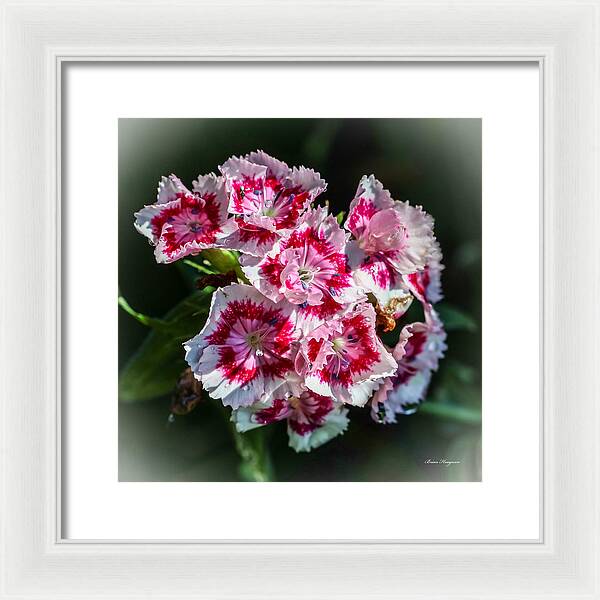 Flowers - Framed Print
