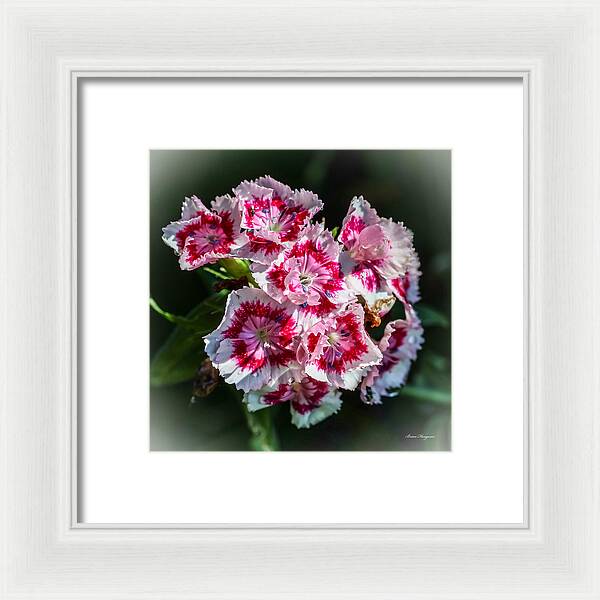 Flowers - Framed Print