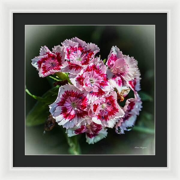 Flowers - Framed Print