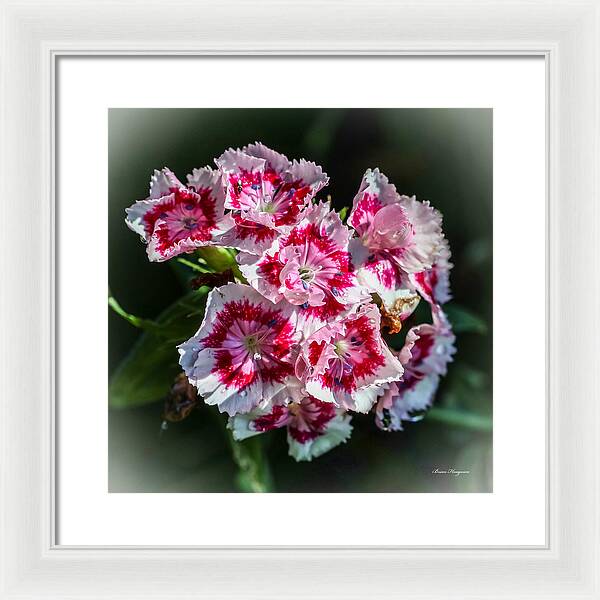 Flowers - Framed Print