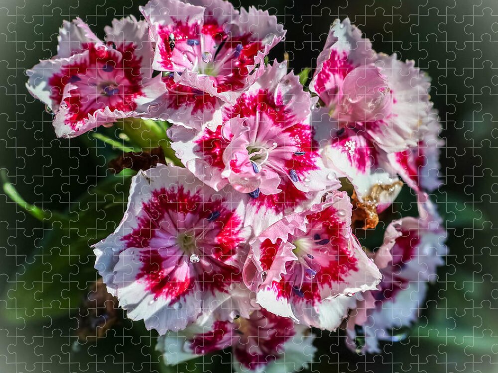 Flowers - Puzzle