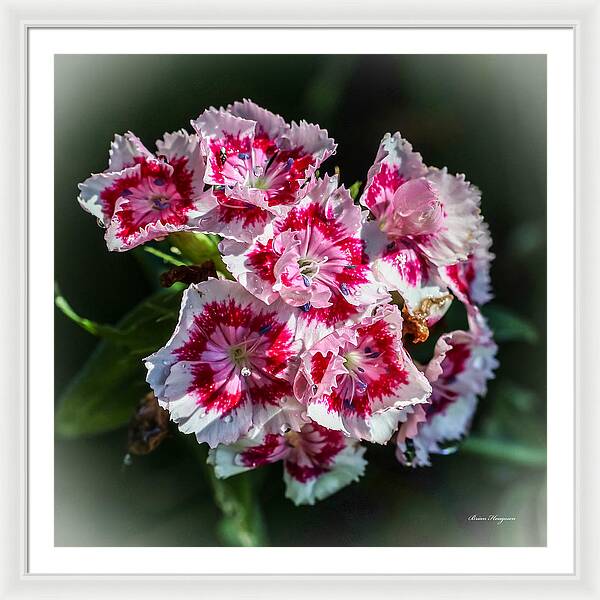 Flowers - Framed Print