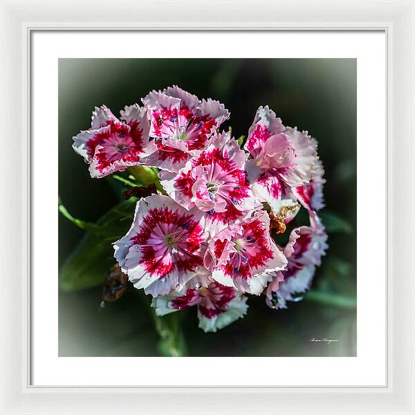 Flowers - Framed Print