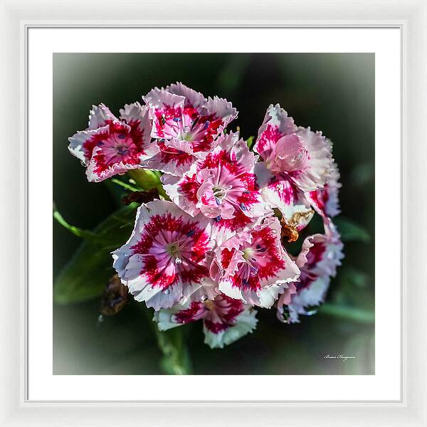 Flowers - Framed Print
