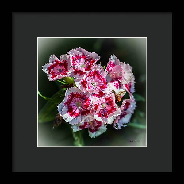 Flowers - Framed Print