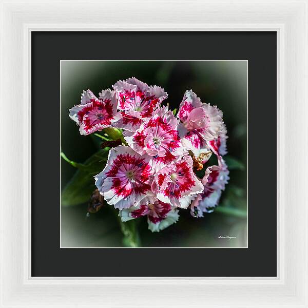 Flowers - Framed Print