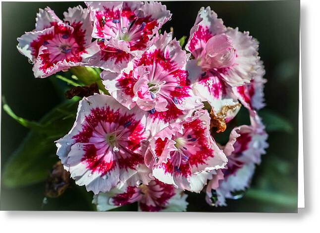Flowers - Greeting Card