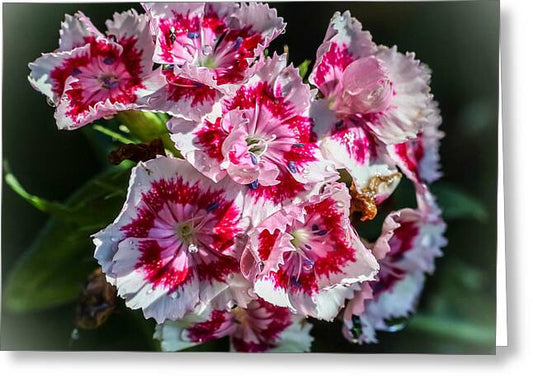 Flowers - Greeting Card