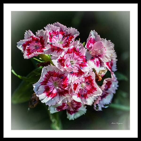 Flowers - Framed Print