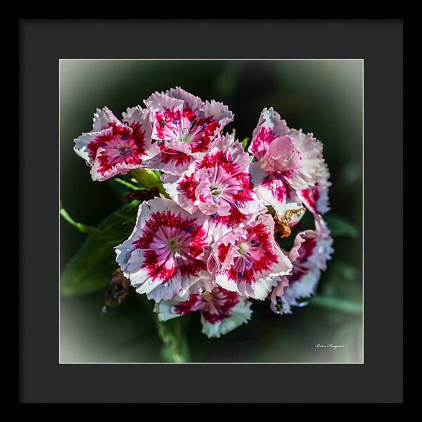 Flowers - Framed Print