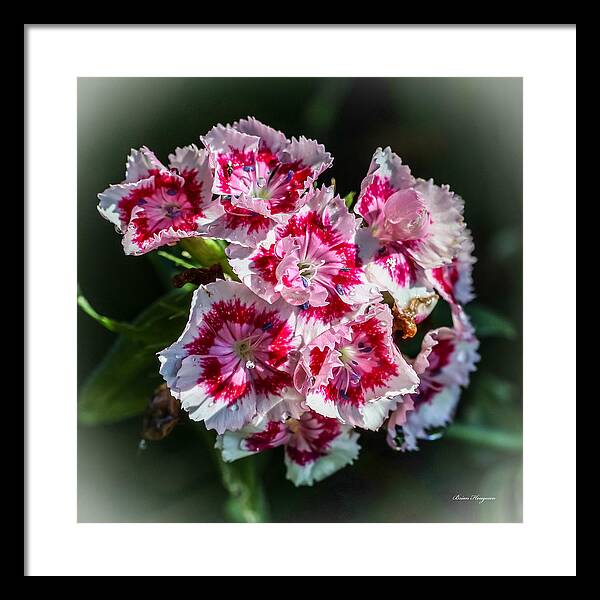 Flowers - Framed Print