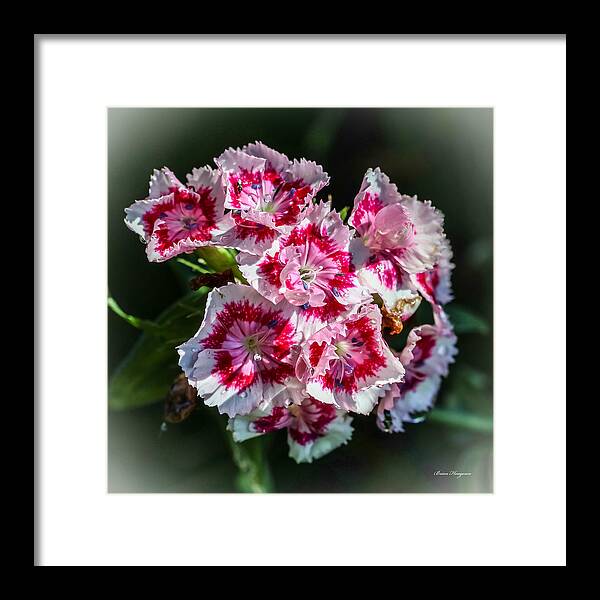 Flowers - Framed Print