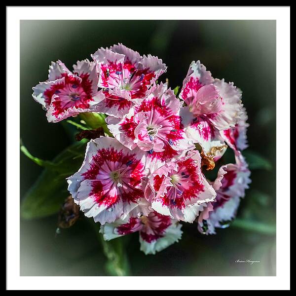 Flowers - Framed Print