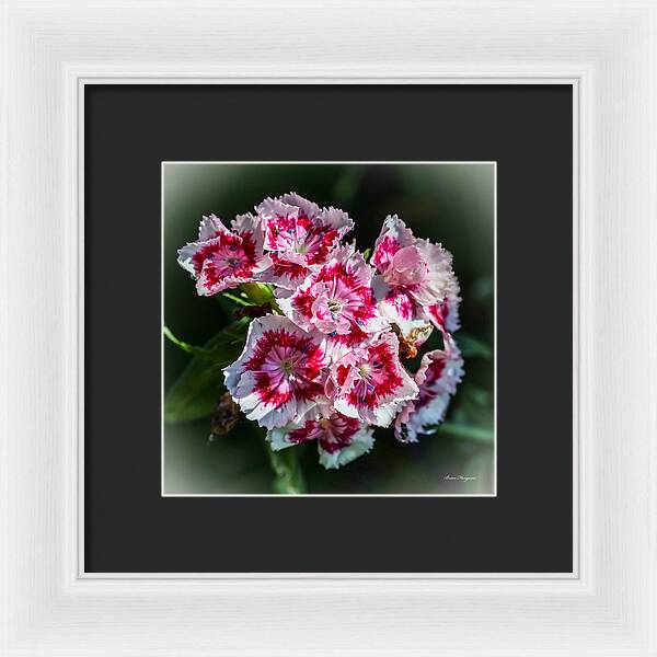 Flowers - Framed Print