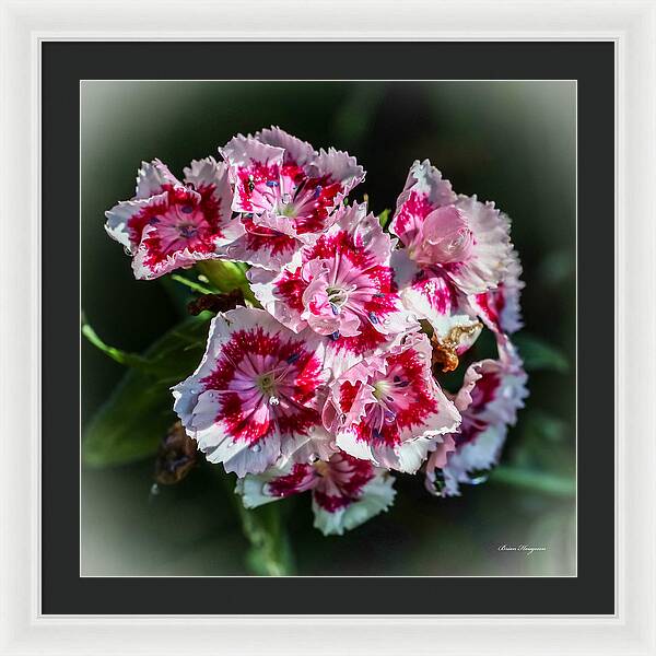 Flowers - Framed Print