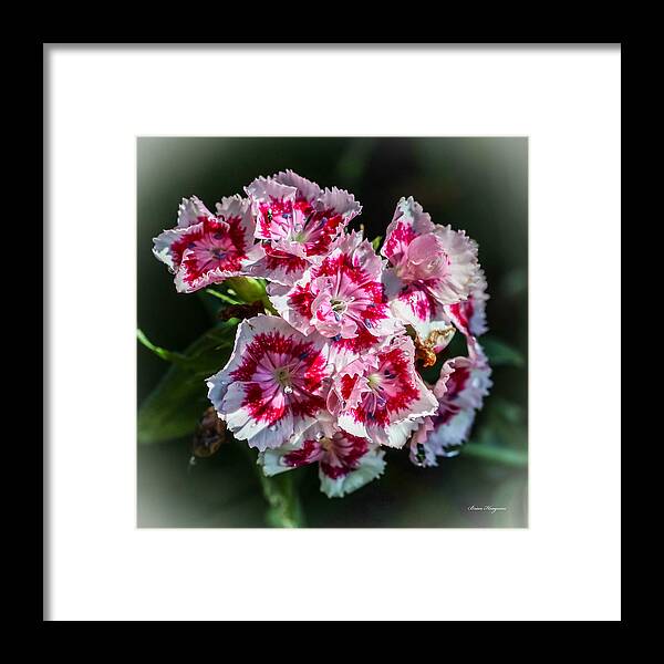 Flowers - Framed Print