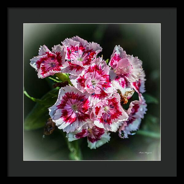 Flowers - Framed Print