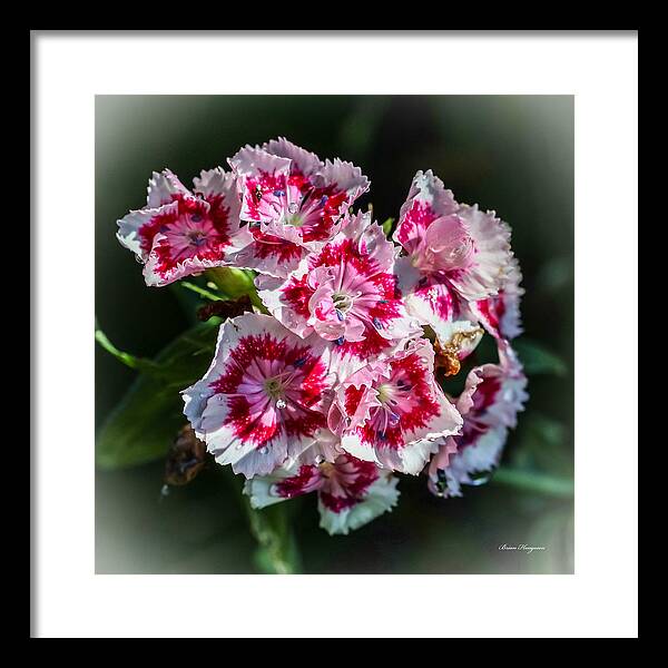 Flowers - Framed Print